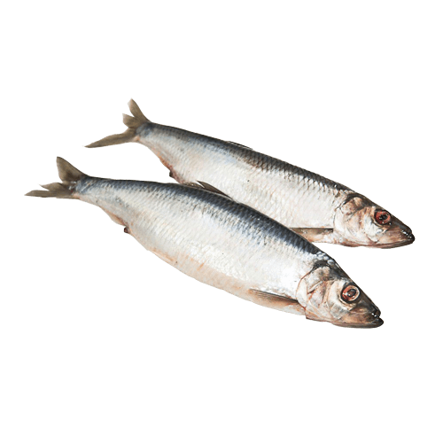 Сельдь атлантическая