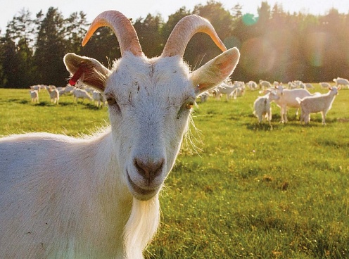 Караван: «Секрет фермы. Как живут козы, гуси, быки и… люди на ферме холдинга "Афанасий"»